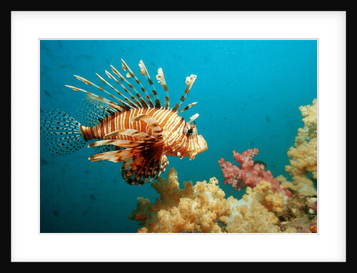 Lionfish or Turkeyfish (Pterois volitans), Indian Ocean, Andaman Sea. by Anonymous