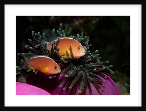 Skunk Anemonefishes (Amphiprion sandaracinos) in a Sea Anemone, Indian Ocean, Andaman Sea. by Anonymous