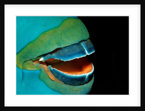 Close-up of a Greentroat Parrotfish mouth and beak by Anonymous