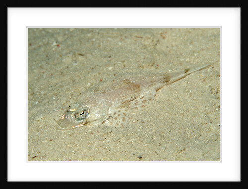 Longsnout Flathead Crocodilefish (Thysanophrys chiltonae) by Anonymous