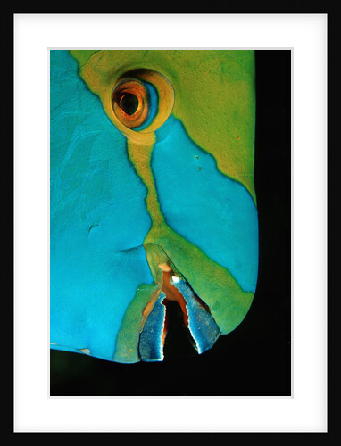 Close-up of a Greentroat Parrotfish head by Anonymous