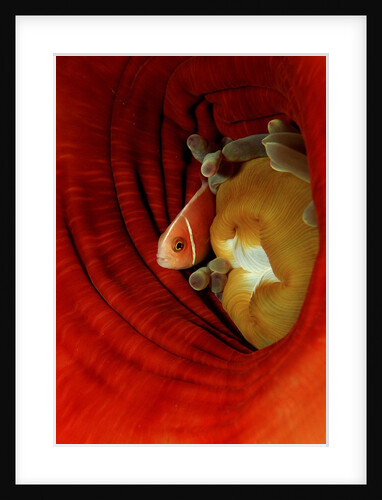 Pink Anemonefish (Amphiprion perideraion) deep in a Sea Anemone, Pacific Ocean. by Anonymous