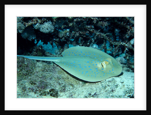 Blue-spotted Ribbontail Ray (Taeniura lymma), Red Sea. by Anonymous