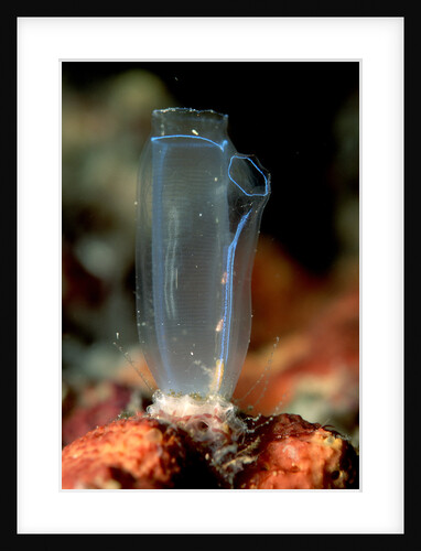 Sea Squirt Tunicate (Ascidia), Komodo National Park, Indian Ocean. by Anonymous