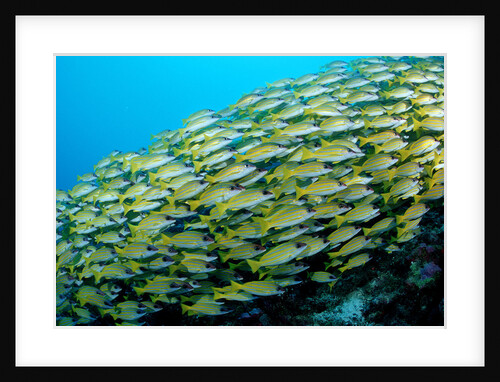 Fivelined Snapper school (Lutjanus quinquelineatus) Indian Ocean by Anonymous