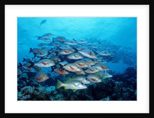 Humpback Snapper school (Lutjanus gibbus) Indian Ocean by Anonymous