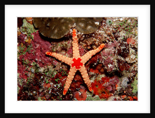 Red-mesh Starfish (Fromia monilis), Indian Ocean. by Anonymous