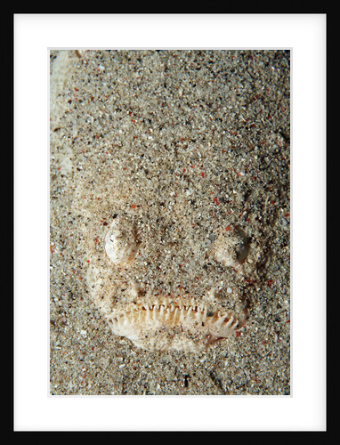Marbled Stargazer (Uranoscopus bicinctus), Komodo National Park, Indian Ocean. by Anonymous
