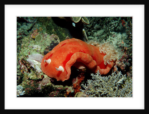 Spanish Dancer Nudibranch (Hexabranchus sanguineus), Komodo National Park, Indian Ocean. by Anonymous