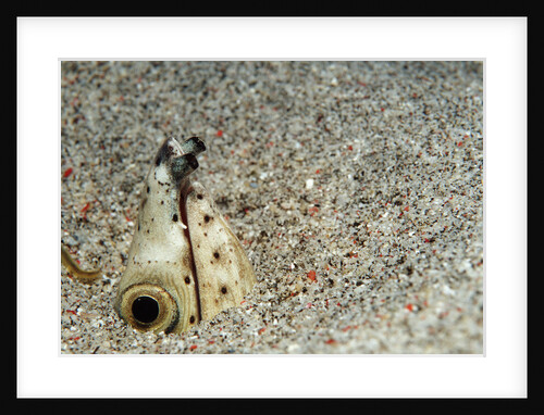 Dark-shouldered Snake Eel head in the sandy ocean floor by Anonymous