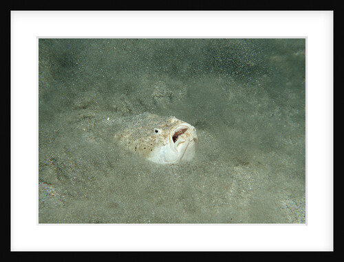 Marbled Stargazer (Uranoscopus bicinctus), Komodo National Park, Indian Ocean. by Anonymous