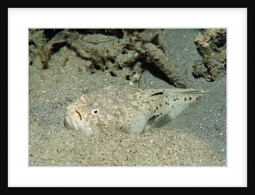 Marbled Stargazer (Uranoscopus bicinctus), Komodo National Park, Indian Ocean. by Anonymous
