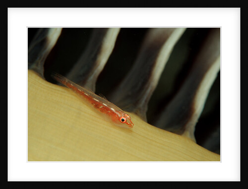 Common Ghost Goby on a Sea Pen. (Pleurosicya mossambica) Komodo National Park, Indian Ocean by Anonymous
