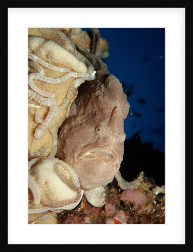 Close-up view of a Giant Frogfish head showing its lure (Antennarius commersonii) by Anonymous