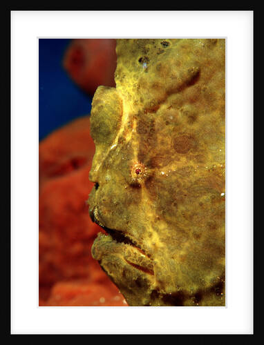 Giant Frogfish head (Antennarius commersonii), Komodo National Park, Indian Ocean. by Anonymous