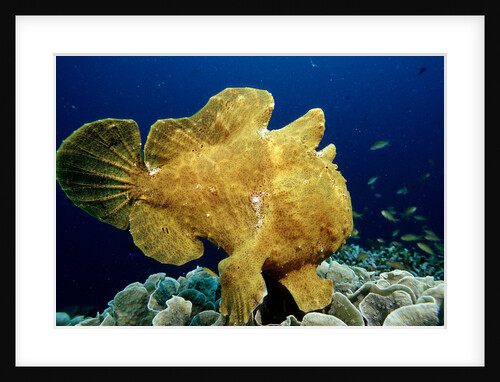 Giant Frogfish (Antennarius commersonii), Pacific Ocean, Panglao Island. by Anonymous