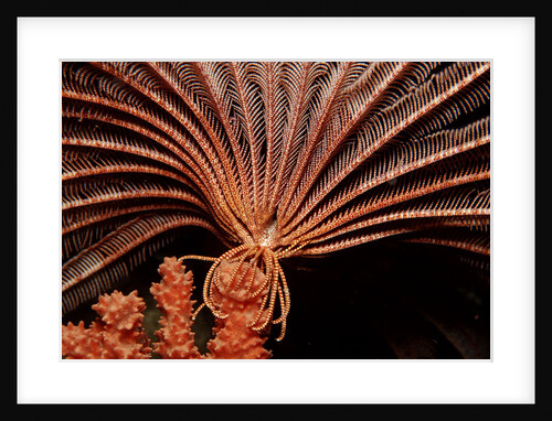 Crevice Crinoid (Comanthus parvicirrus), Pacific Ocean, Panglao Island. by Anonymous