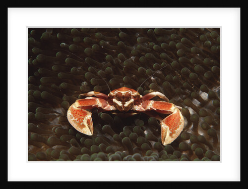 Spotted or Porcelain Anemone Crab (Neopetrolistes maculatus), Pacific Ocean, Panglao Island. by Anonymous