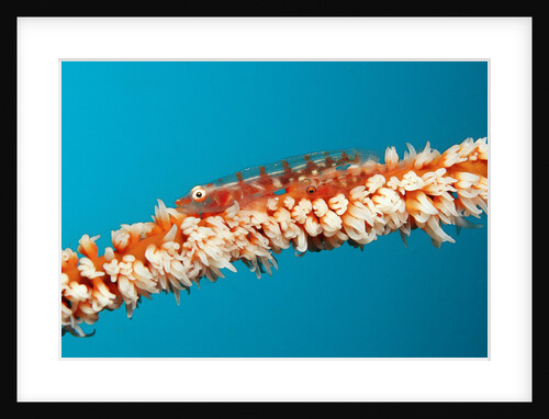 Two Goby fishes protectively colored on a Whip Coral by Anonymous