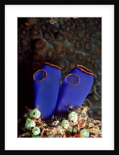 Sea Squirt Tunicates (Ascidia), Pacific Ocean, Panglao Island. by Anonymous