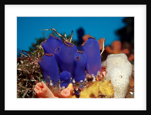 Sea Squirt Tunicates on a Coral reef (Ascidia), Pacific Ocean, Panglao Island. by Anonymous