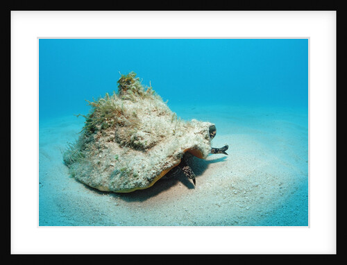 Conch active on the sandy ocean floor (Strombus gigas), Bahamas, Atlantic Ocean.\r\n by Anonymous