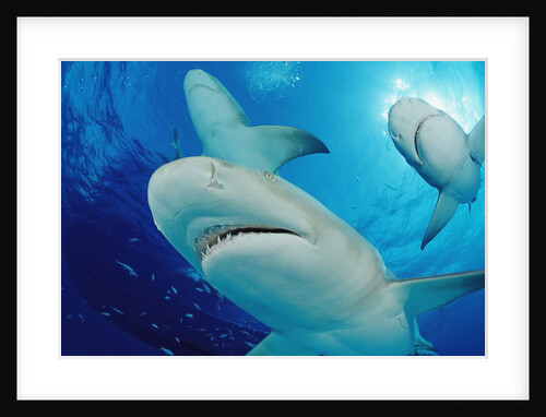 Lemon Sharks, Negaprion brevirostris, Bahamas, Grand Bahama Island, Atlantic Ocean by Anonymous