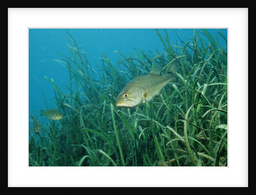 Largemouth bass, Micropterus salmoides, USA, Florida, FL by Anonymous