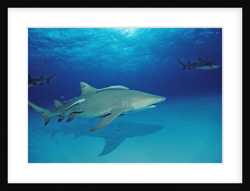 Lemon Shark, Negaprion brevirostris, Bahamas, Grand Bahama Island, Atlantic Ocean by Anonymous