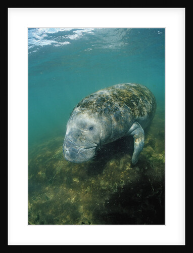 West Indian Manatee, Trichechus manatus latirostris, USA, Florida, FL, Everglades by Anonymous