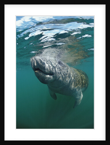 West Indian Manatee, Trichechus manatus latirostris, USA, Florida, FL, Everglades by Anonymous
