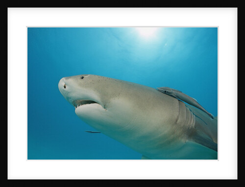 Lemon Shark, Negaprion brevirostris, Bahamas, Grand Bahama Island, Atlantic Ocean by Anonymous