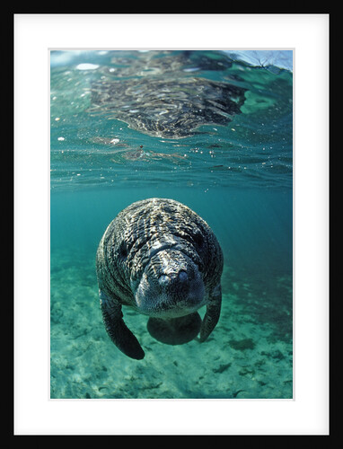 West Indian Manatee, calf, Trichechus manatus latirostris, USA, Florida, FL, Crystal River by Anonymous