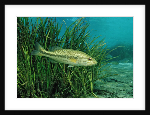 Largemouth bass, Micropterus salmoides, USA, Florida, FL by Anonymous