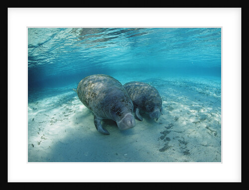 West Indian Manatee by Anonymous
