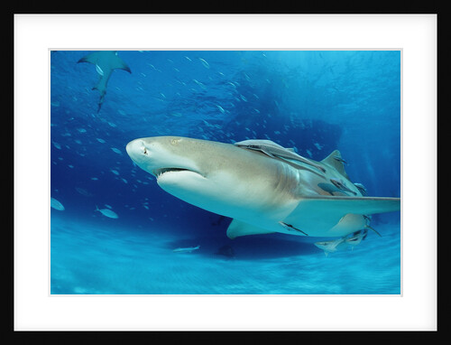 Lemon Shark, Negaprion brevirostris, Bahamas, Grand Bahama Island, Atlantic Ocean by Anonymous