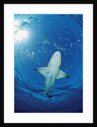 Lemon Shark, Negaprion brevirostris, Bahamas, Grand Bahama Island, Atlantic Ocean by Anonymous
