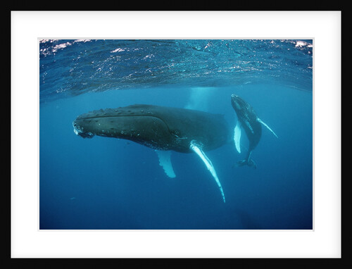 Humpback whale by Anonymous