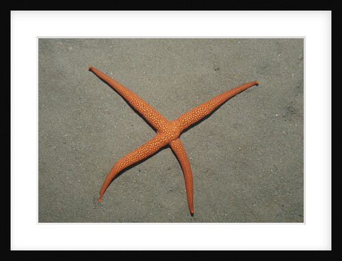 Starfish showing regeneration of injured arm, Asteroidea, Bali, Indian Ocean, Indonesia. by Anonymous