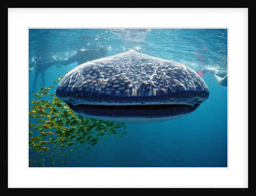 Whale shark, Rhincodon thypus, USA, Haiwaii, Pacific Ocean by Anonymous