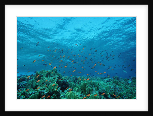 Harem Flag Basslet school above a coral reef (Pseudanthias squamipinnis) by Anonymous