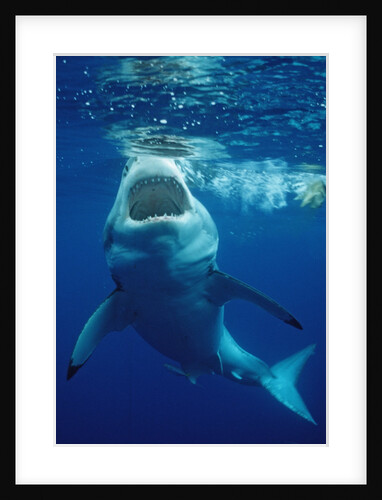 Great White Shark, Carcharodon carcharias, Mexico, Pacific ocean, Guadalupe by Anonymous