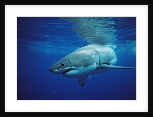 Great White Shark, Carcharodon carcharias, Mexico, Pacific ocean, Guadalupe by Anonymous