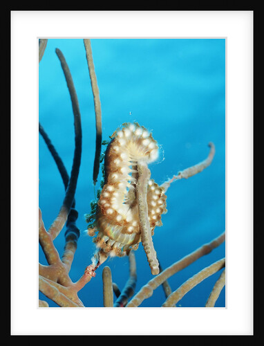 Bearded Fireworm, Hermodice carunculata, Netherlands Antilles, Bonaire, Caribbean Sea by Anonymous