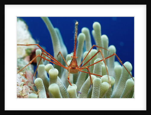 Spider hermit crab, Stenorhynchus seticornis, Netherlands Antilles, Bonaire, Caribbean Sea by Anonymous