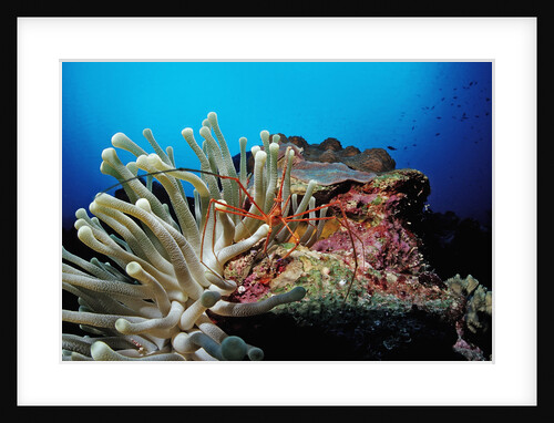 Spider hermit crabs in anemone by Anonymous