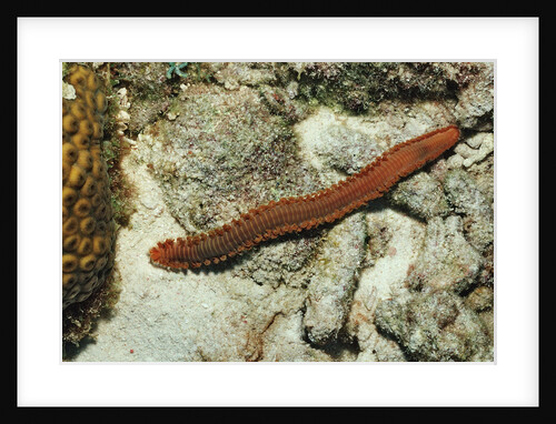 Bearded Fireworm, Hermodice carunculata, Netherlands Antilles, Bonaire, Caribbean Sea by Anonymous