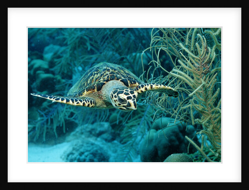 Hawksbill sea turtle, Eretmochelys imbricata, Martinique, French West Indies, Caribbean Sea by Anonymous