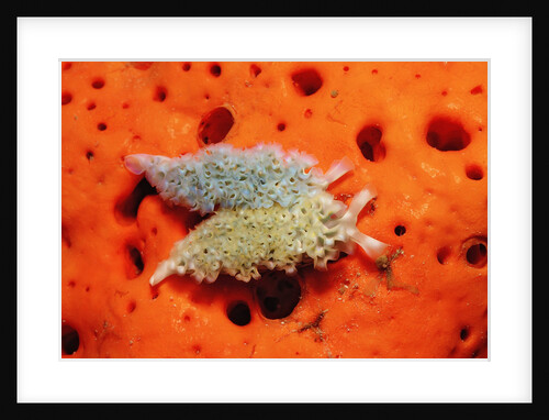 Two Lettuce sea slugs, Tridachia crispata, Saint Lucia, French West Indies, Caribbean Sea by Anonymous