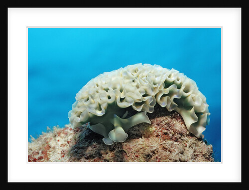 Lettuce sea slug, Tridachia crispata, Netherlands Antilles, Bonaire, Caribbean Sea by Anonymous